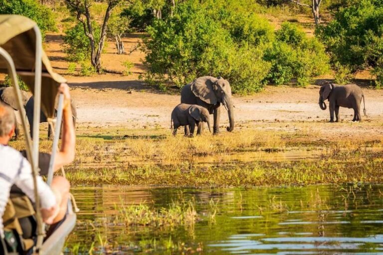 Are African Safaris Dangerous? What You Actually Need to Know