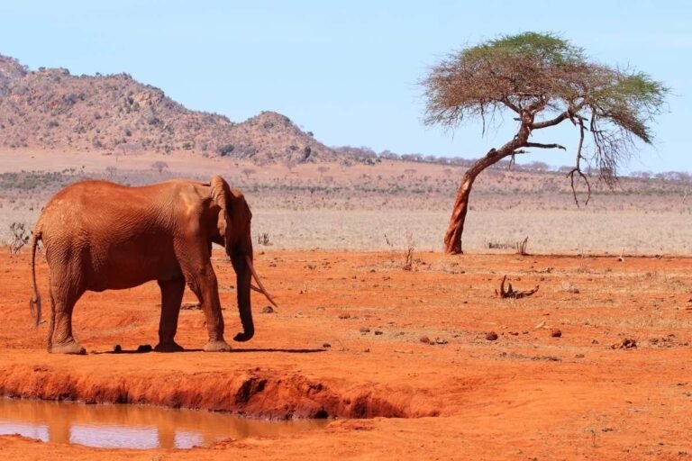 Cuándo Ir de Safari en África
