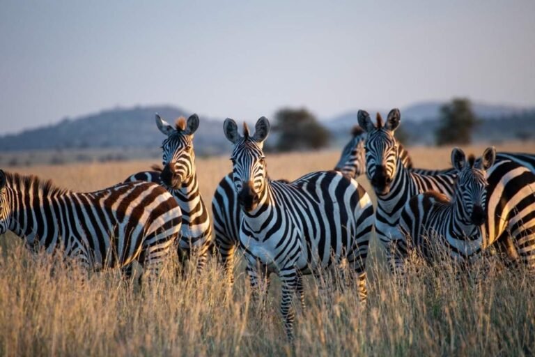 How Much African Safari Cost in 2026