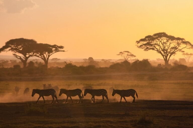 Safari Famoso en África: Lo Que Debes Saber Antes de Ir