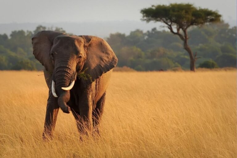 ¿Son seguros los safaris africanos? Lo que los viajeros necesitan saber en 2026