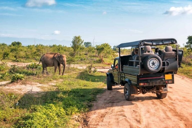 How Much Are African Safari Tours: A Real Breakdown for 2026