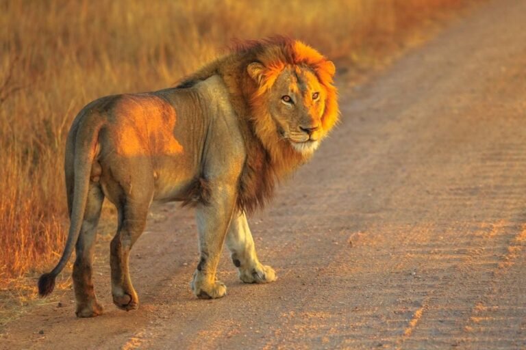Quale Safari Africano È il Migliore per Te nel 2026