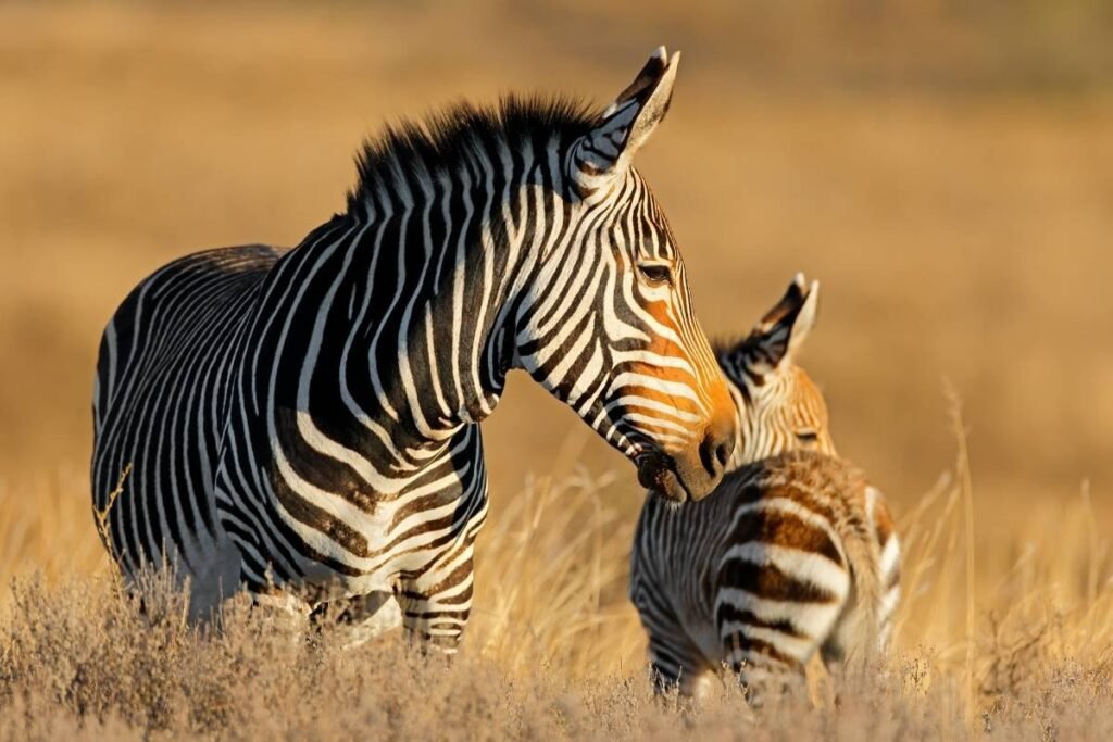 Sind Afrikanische Safaris Ethisch? Was Reisende 2026 Wissen Müssen