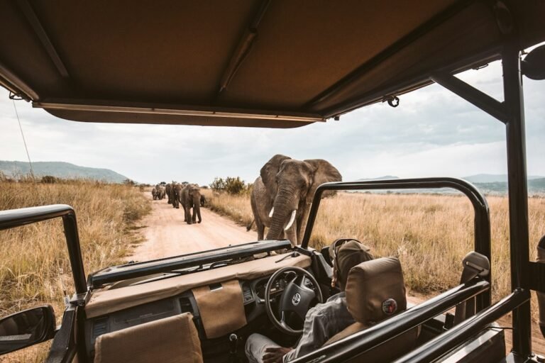 Um Safari Africano é Perigoso? O Que os Viajantes Precisam Realmente Saber