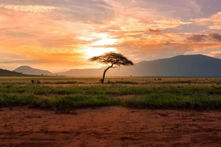 Why Are African Safaris So Expensive? The Real Costs Explained